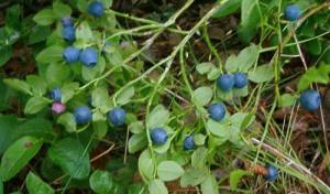 blaeberries-or-bilberries