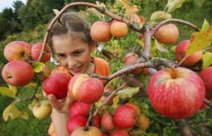 applepicking3